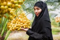 Portrait of happy Muslim woman farmer in hijab standing holding and showing fresh dates palm bunch from a tree with looking camera Royalty Free Stock Photo
