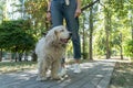 Portrait of happy older dog or spaniel. Young woman walking with pet in park at summer Royalty Free Stock Photo