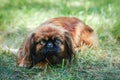 Portrait of happy pekingese dog lying in grass on summer walk Royalty Free Stock Photo