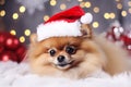 Portrait of happy Pomeranian in a red Santa hat. Cute dog on New Year\'s background. Close-up.