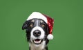 Portrait happy puppy border collie dog celebrating christmas wearing a santa claus hat. Isolated on green background Royalty Free Stock Photo