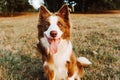 Portrait happy red border collie dog against meadow Royalty Free Stock Photo