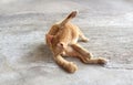 Portrait of happy red cat. Home cat in relax activity. Pet - Smartphone snapshot Royalty Free Stock Photo