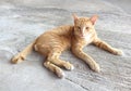 Portrait of happy red cat. Home cat in relax activity. Pet - Smartphone snapshot Royalty Free Stock Photo