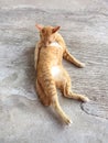 Portrait of happy red cat. Home cat in relax activity. Pet - Smartphone snapshot Royalty Free Stock Photo