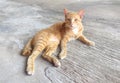Portrait of happy red cat. Home cat in relax activity. Pet - Smartphone snapshot Royalty Free Stock Photo