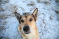 Portrait of happy red haired mongrel dog walking on sunny winter field Royalty Free Stock Photo