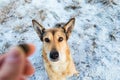 Portrait of happy red haired mongrel dog walking on sunny winter field Royalty Free Stock Photo