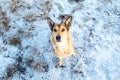 Portrait of happy red haired mongrel dog walking on sunny winter field Royalty Free Stock Photo