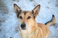 Portrait of happy red haired mongrel dog walking on sunny winter field Royalty Free Stock Photo