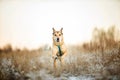 Portrait of happy red haired mongrel dog walking on sunny winter field Royalty Free Stock Photo