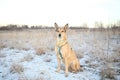 Portrait of happy red haired mongrel dog walking on sunny winter field Royalty Free Stock Photo