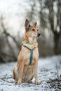 Portrait of happy red haired mongrel dog walking on winter field Royalty Free Stock Photo