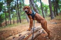 Portrait of happy Rhodesian ridgeback dog Royalty Free Stock Photo