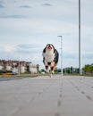 Australian Shepherd dog Royalty Free Stock Photo