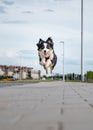 Australian Shepherd dog Royalty Free Stock Photo