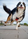 Australian Shepherd dog Royalty Free Stock Photo