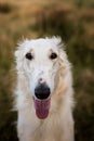 Close-up Portrait of elegant and beautiful russian borzoi dog in the field Royalty Free Stock Photo