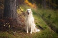 Adorable russian borzoi dog sitting in the bright fall forest. Image of beautiful dog breed russian wolfhound in autumn Royalty Free Stock Photo