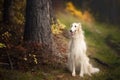 Adorable russian borzoi dog sitting in the bright fall forest. Image of beautiful dog breed russian wolfhound in autumn Royalty Free Stock Photo