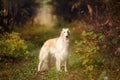 Adorable russian borzoi dog standing in the bright fall forest. Beautiful dog breed russian wolfhound in autumn Royalty Free Stock Photo