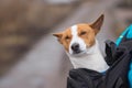 Happy and satisfied Basenji dog while sitting inside of comfortable master backpack before long walk on a dirty street at fall se