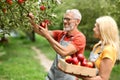 Portrait of happy senior couple harvesting apples in orchard Royalty Free Stock Photo