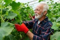 Portrait of happy senior man gardener working in organic vegetable greenhouse garden. Royalty Free Stock Photo