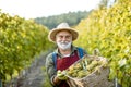Senior winemaker with grapes on the vineyard