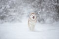 Portrait of happy siberian husky dog running in the snowy winter forest Royalty Free Stock Photo