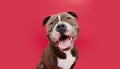 Portrait happy smiling american bully dog. Isolated on red background