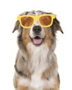 Portrait of a happy smiling australian shepherd dog wearing yellow summer glasses