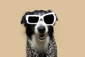 Portrait happy smiling border collie dog covered with a towel. Isolated on beige background Royalty Free Stock Photo