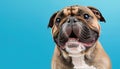 Portrait of a happy smiling bulldog. Adorable boxer isolated on light blue background. Copy space