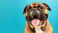 Portrait of a happy smiling bulldog. Adorable boxer isolated on light blue background. Copy space