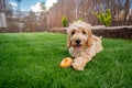 portrait of happy smiling pet dog playing on green grass lawn Royalty Free Stock Photo