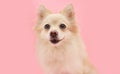 Portrait happy smiling pomeranian puppy dog. Isolated on pink colored background