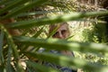 Portrait of happy smiling woman with sunglasses by branches of palm trees at tropical coast in Preveli beach on Crete island Royalty Free Stock Photo