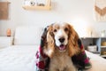 Portrait of a happy spaniel dog on the sofa in bedroom. Royalty Free Stock Photo