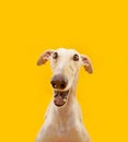 Portrait happy spanish greyhound dog on summer or spring season. Isolated on yellow background