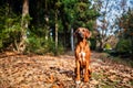 Portrait of happy Rhodesian ridgeback dog