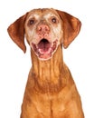 Portrait of Happy Vizsla Dog