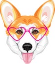 Portrait of a happy welsh corgi in pink glasses