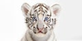 portrait of a happy white tiger cub with adorable eyes generative AI Royalty Free Stock Photo
