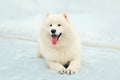 Portrait happy winter white Samoyed dog on snow Royalty Free Stock Photo