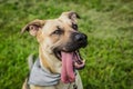 Portrait of happy young beige and black dog on grass