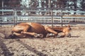 Happy young chestnut budyonny gelding horse rolling in sand in paddock in spring daytime Royalty Free Stock Photo