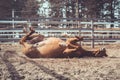 Happy young chestnut budyonny gelding horse rolling in sand in paddock in spring daytime