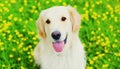 Portrait happy young Golden Retriever dog on green grass over yellow flowers in summer Royalty Free Stock Photo