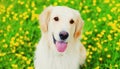 Portrait of happy young Golden Retriever dog on green grass over yellow flowers in summer day Royalty Free Stock Photo